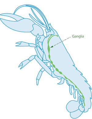 lobster ganglia