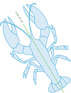 lobster underside