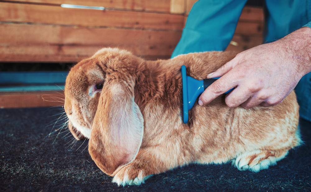 lop eared rabbit