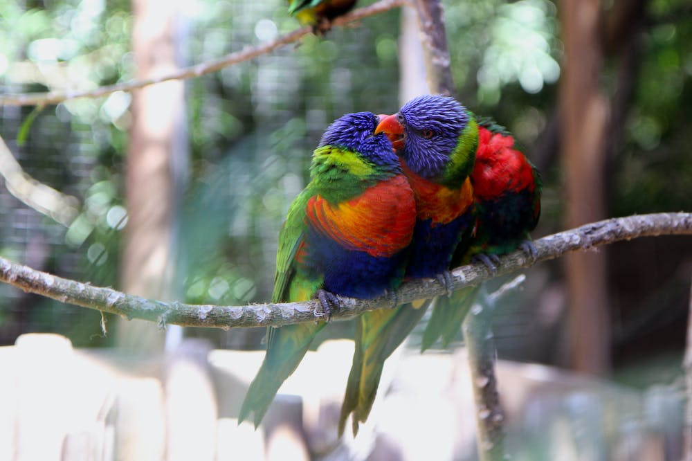 lorikeets playing