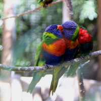 lorikeets playing