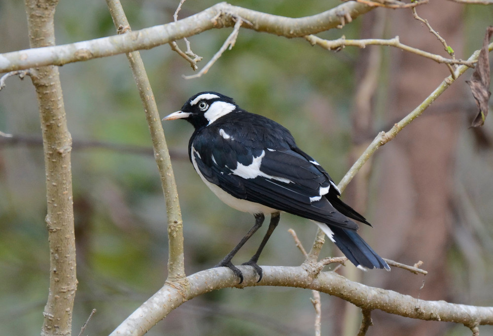 magpie lark tree