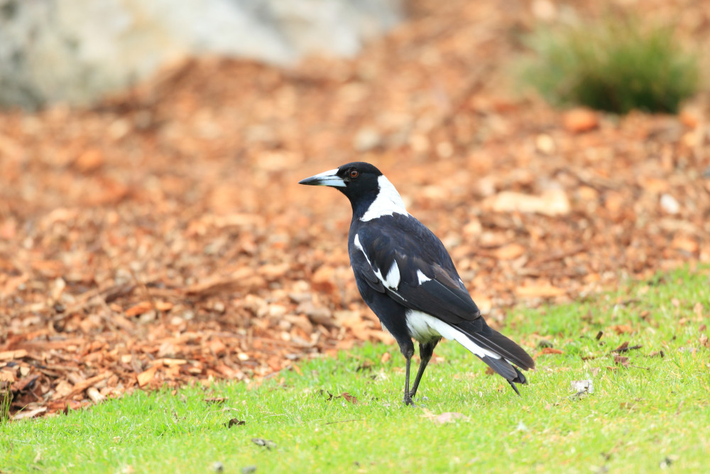 magpie on grass