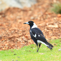 magpie on grass