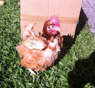 margarita chicken one