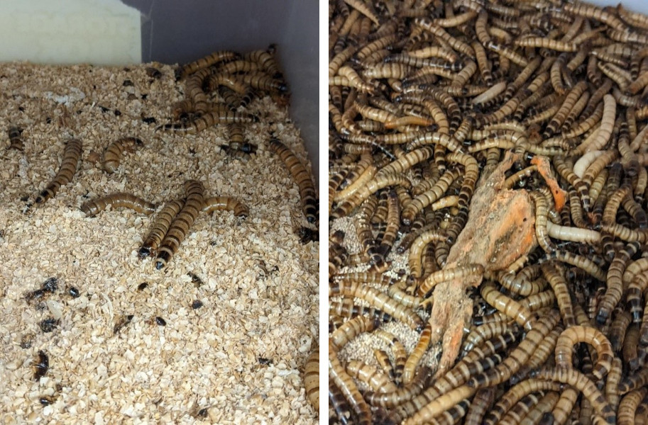 mealworms