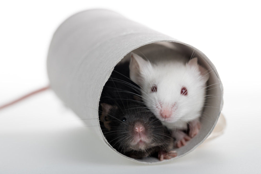 mice in a tube