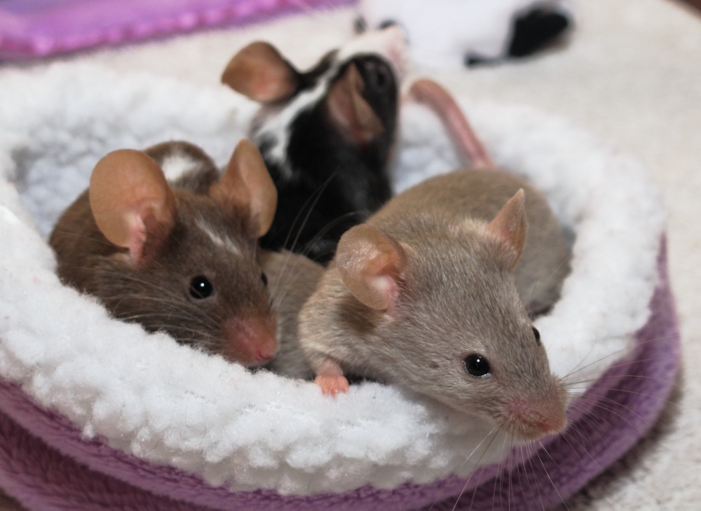 mice in bed