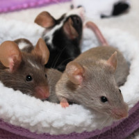 mice in bed