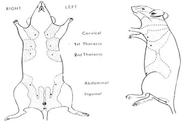mice mammary glands distribution