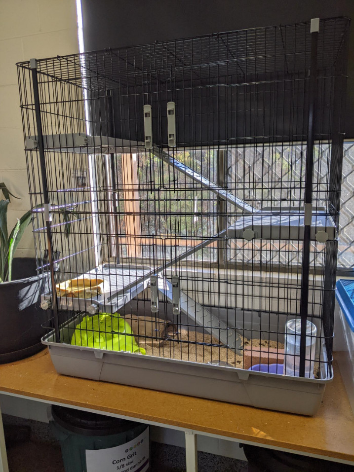 mice multi level enclosure