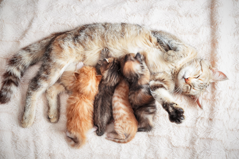mother cat nursing kittens