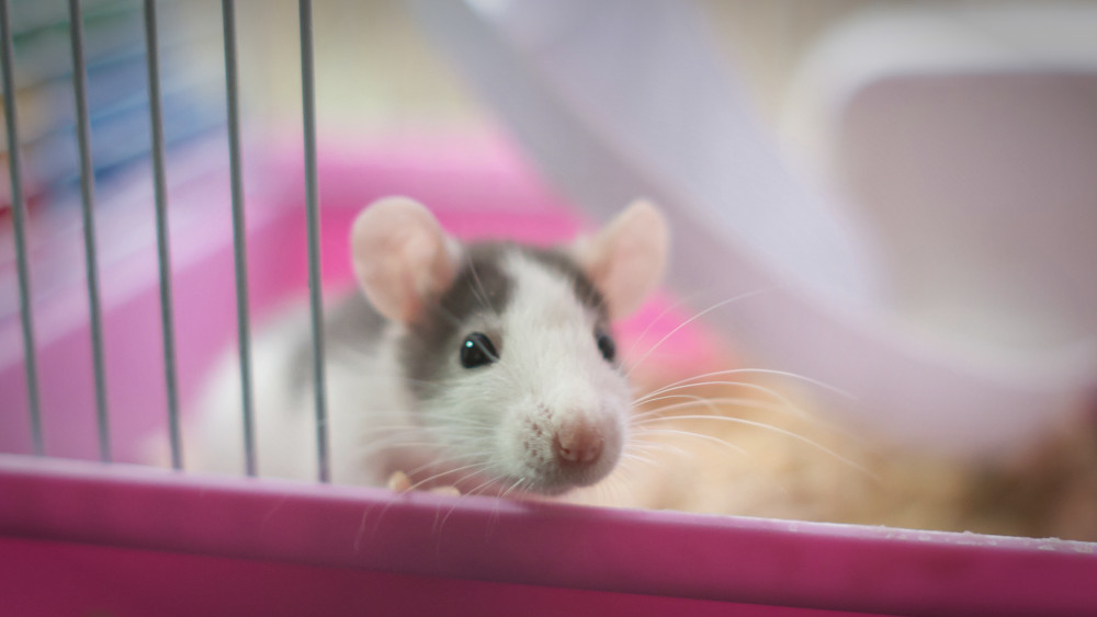 mouse pink enclosure