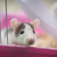 mouse pink enclosure