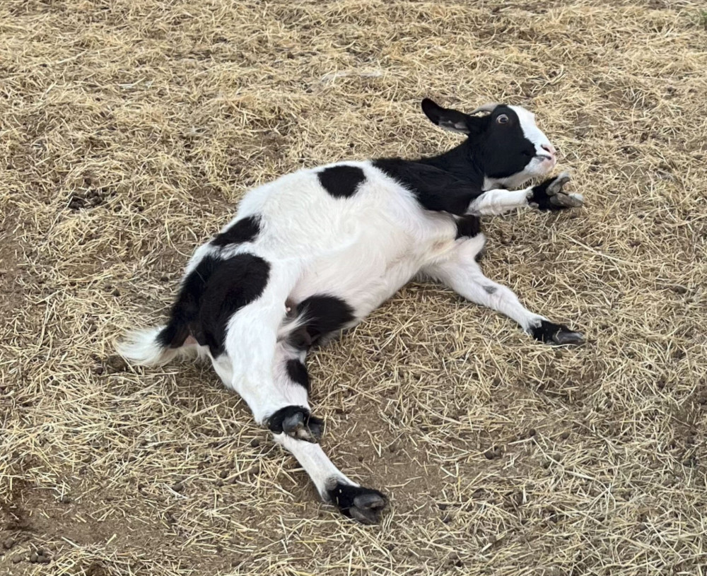 myotonic goat