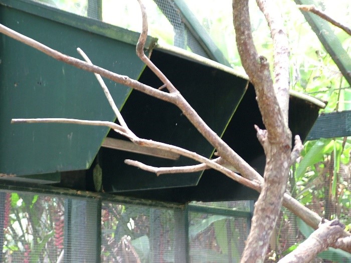 natural branch perches