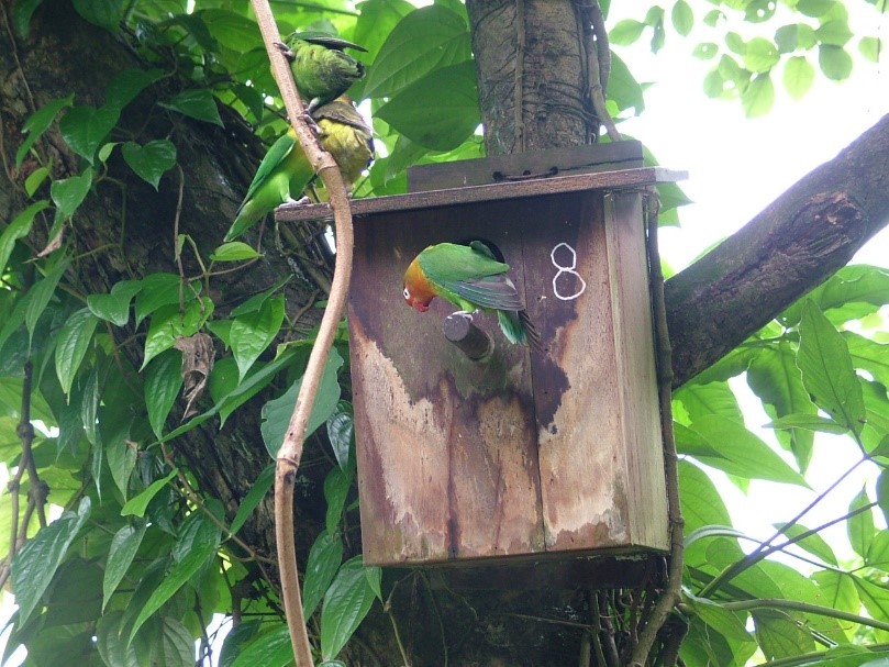 nest box aviary