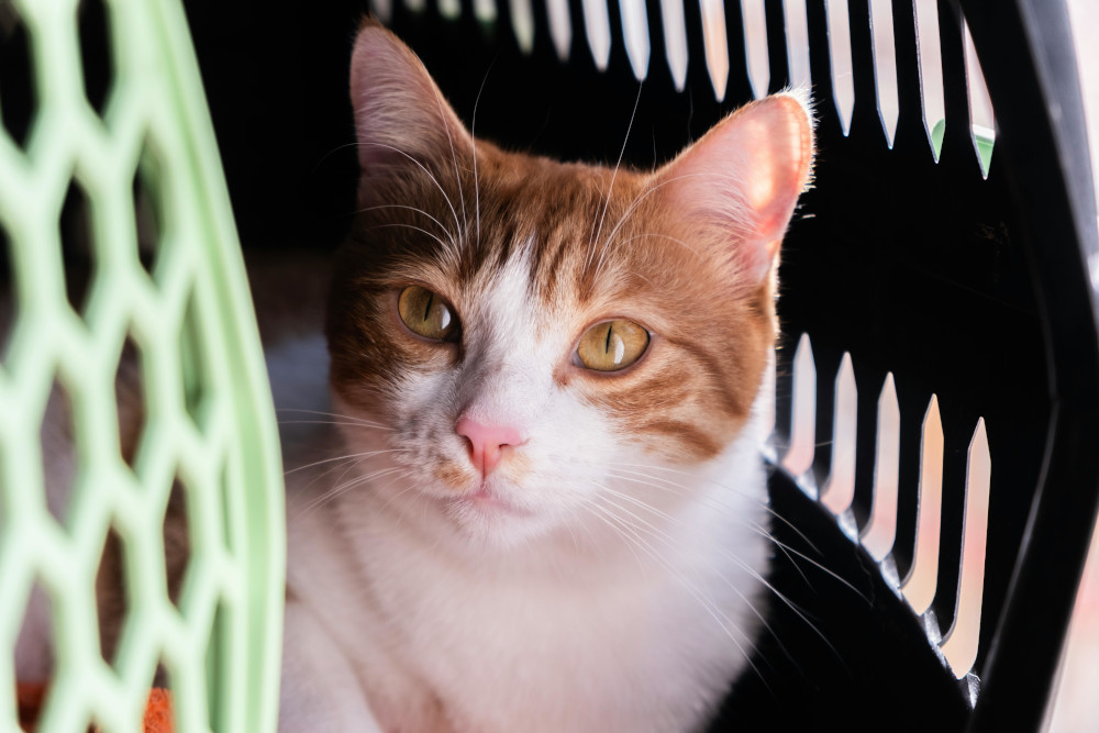 orange cat in carrier