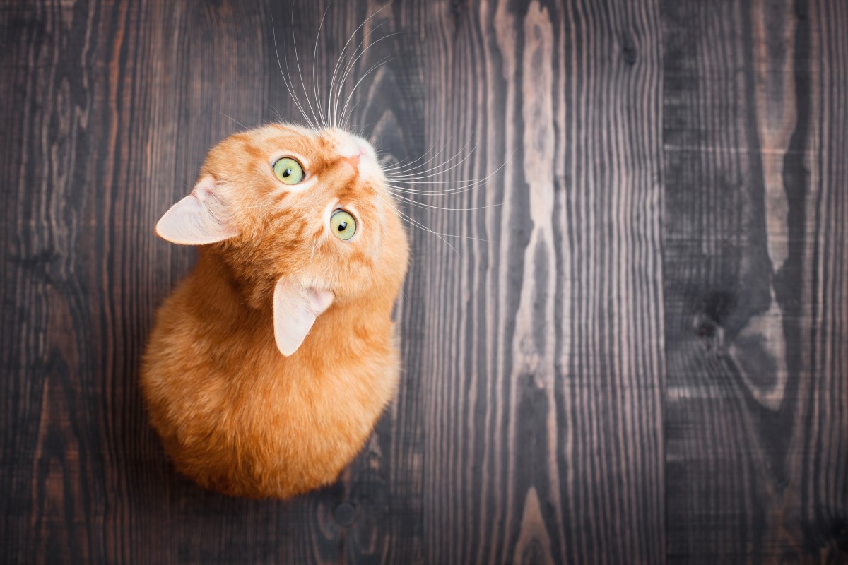 orange cat looking up