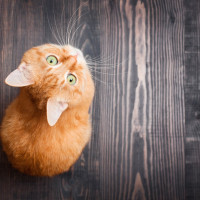 orange cat looking up