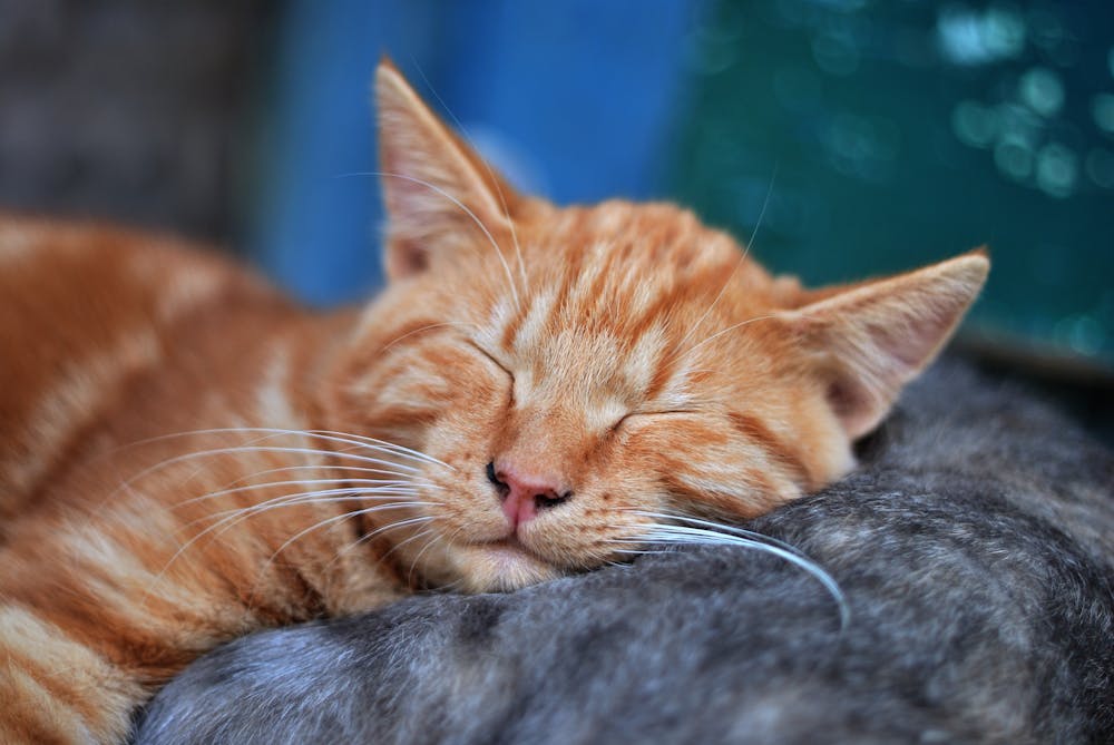 orange cat sleeping