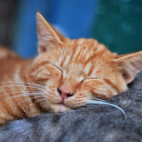 orange cat sleeping