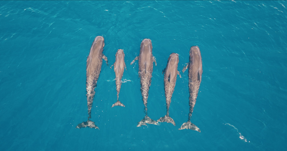 pilot whale drone view