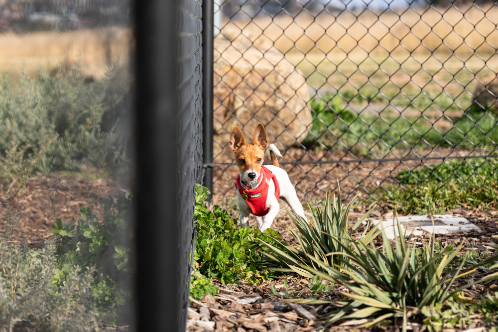 puppy off leash