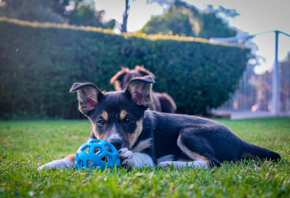 puppy playing toy grass