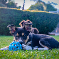 puppy playing toy grass