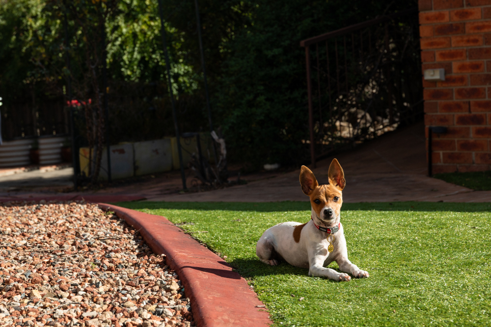 puppy sitting grass