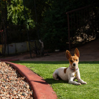 puppy sitting grass