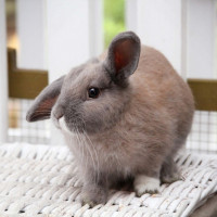 rabbit care