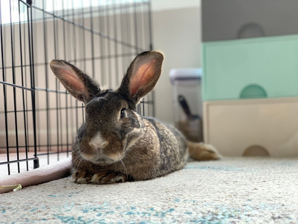 rabbit on floor