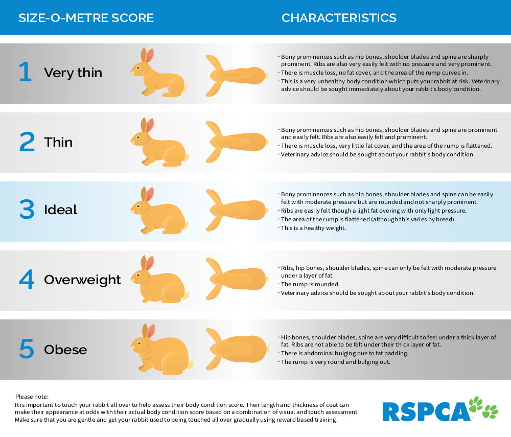 rabbit size infographic