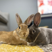 rabbits companionship