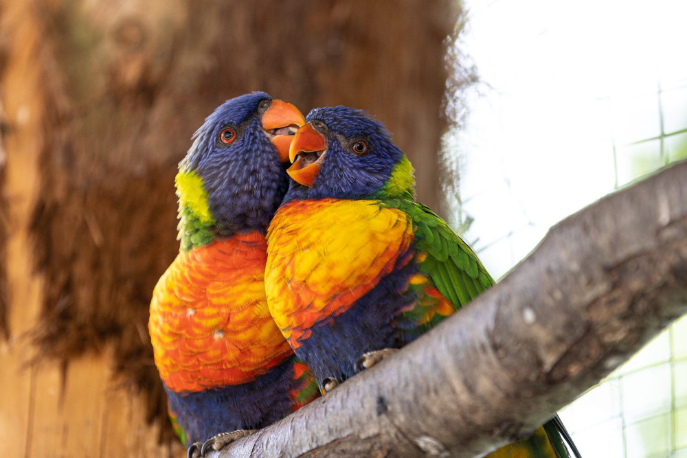 rainbow lorikeets preening