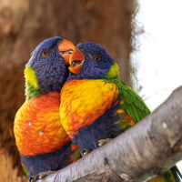 rainbow lorikeets preening
