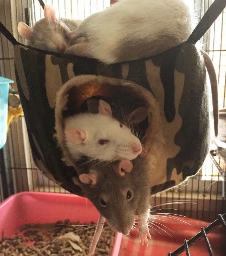 rat hammock