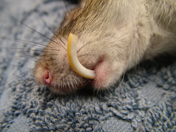rat incisor