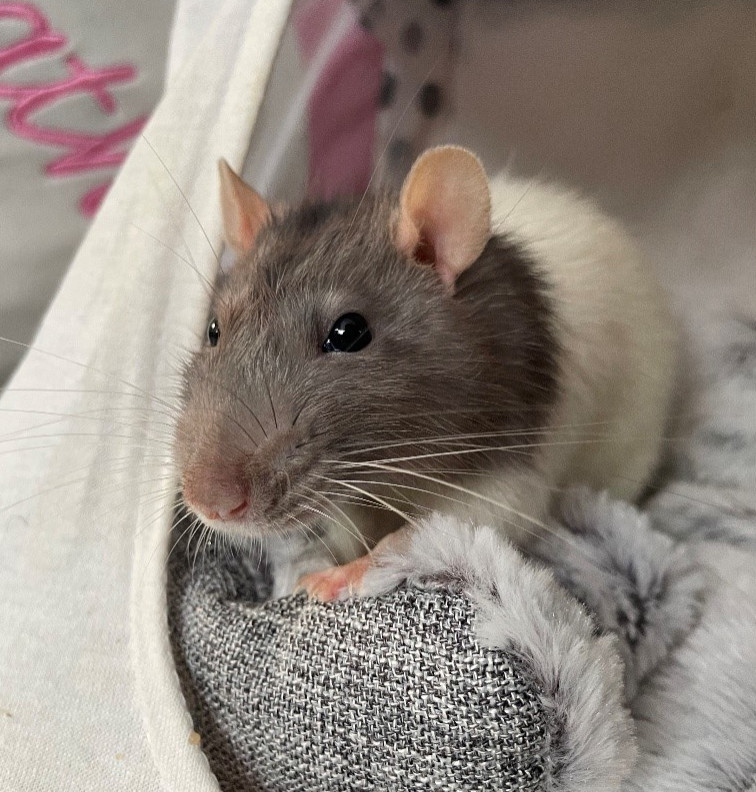 rat on cushion