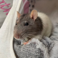 rat on cushion