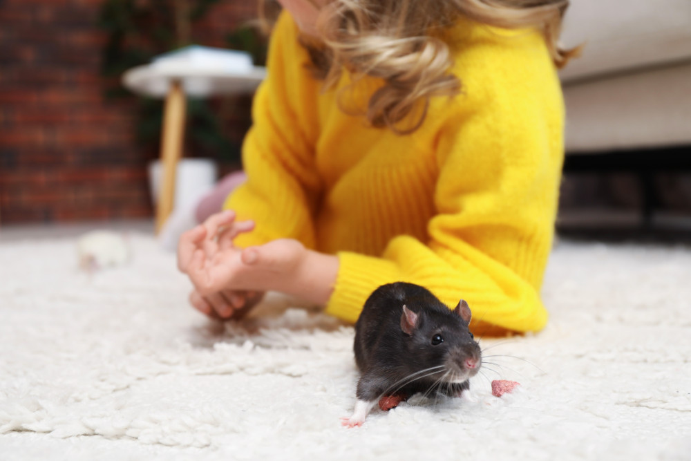 rat on rug with woman in yellow