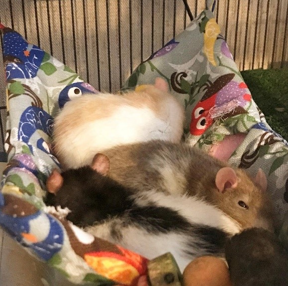 rats in a hammock