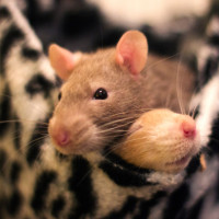 rats relaxing in bed