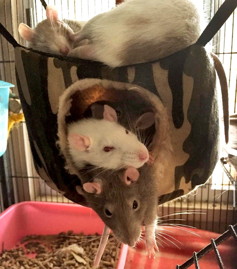 rats resting together