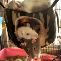 rats resting together