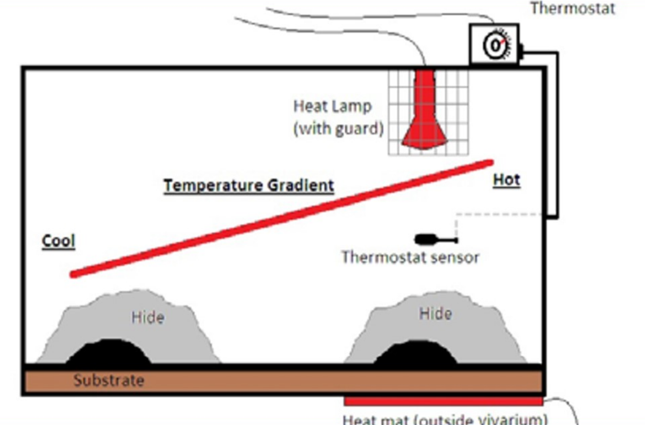 reptile temp gradient