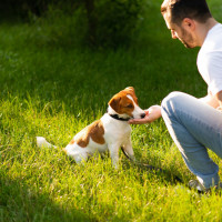 reward based training