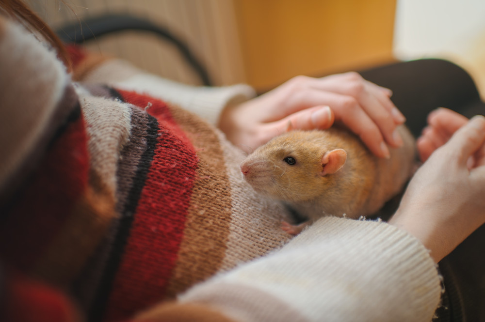 rex rat